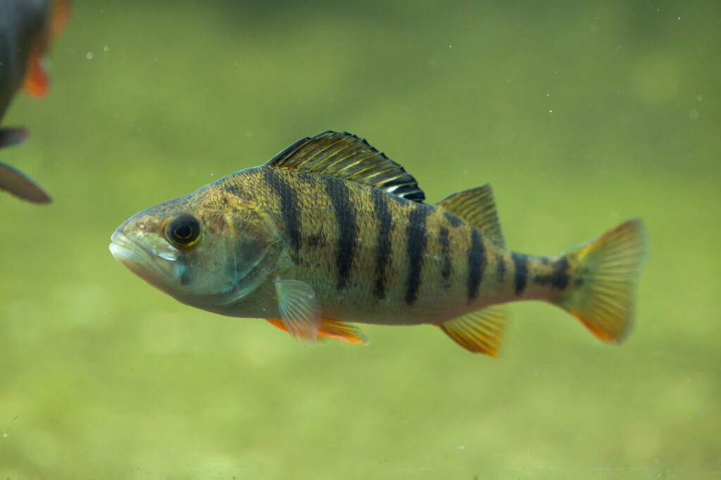Abborre Perca fluviatilis