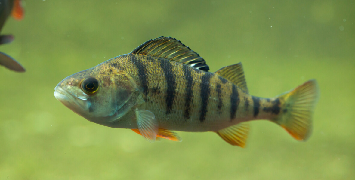 Abborre Perca fluviatilis