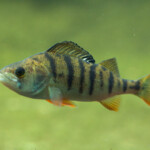 Abborre Perca fluviatilis