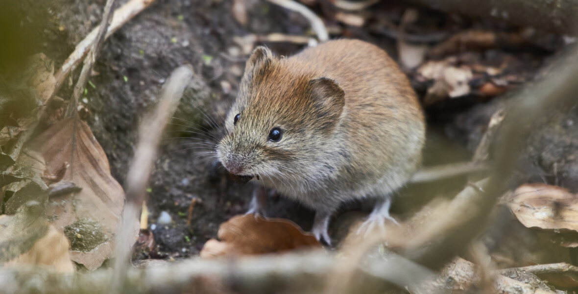 Skogssork bland kvistar och torra löv
