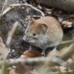 Skogssork bland kvistar och torra löv