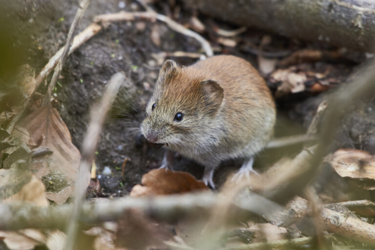 Skogssork bland kvistar och torra löv