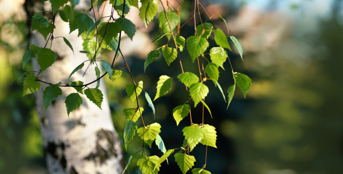 Löv på en björk
