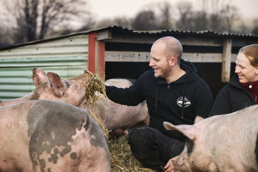 Två personer sitter tillsammans med tre grisar