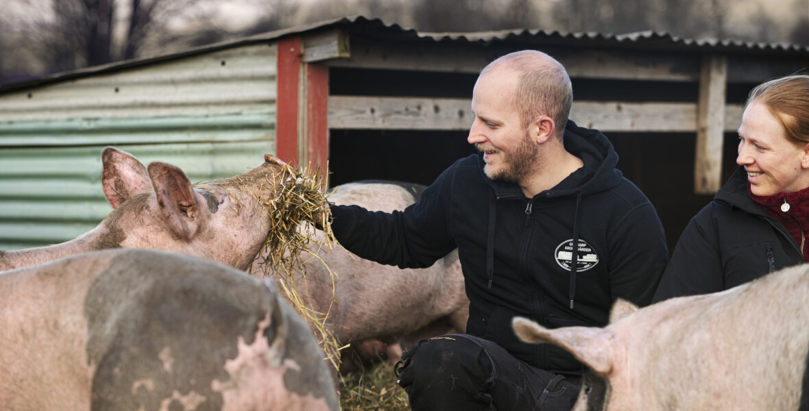 Två personer sitter tillsammans med tre grisar