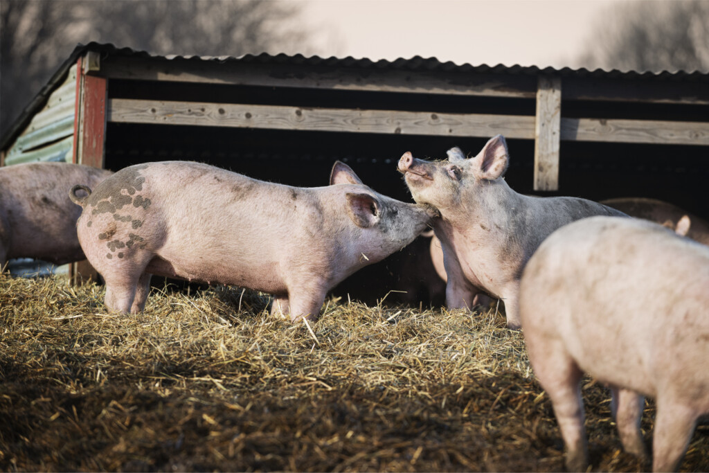 Gris kliar annan gris med trynet