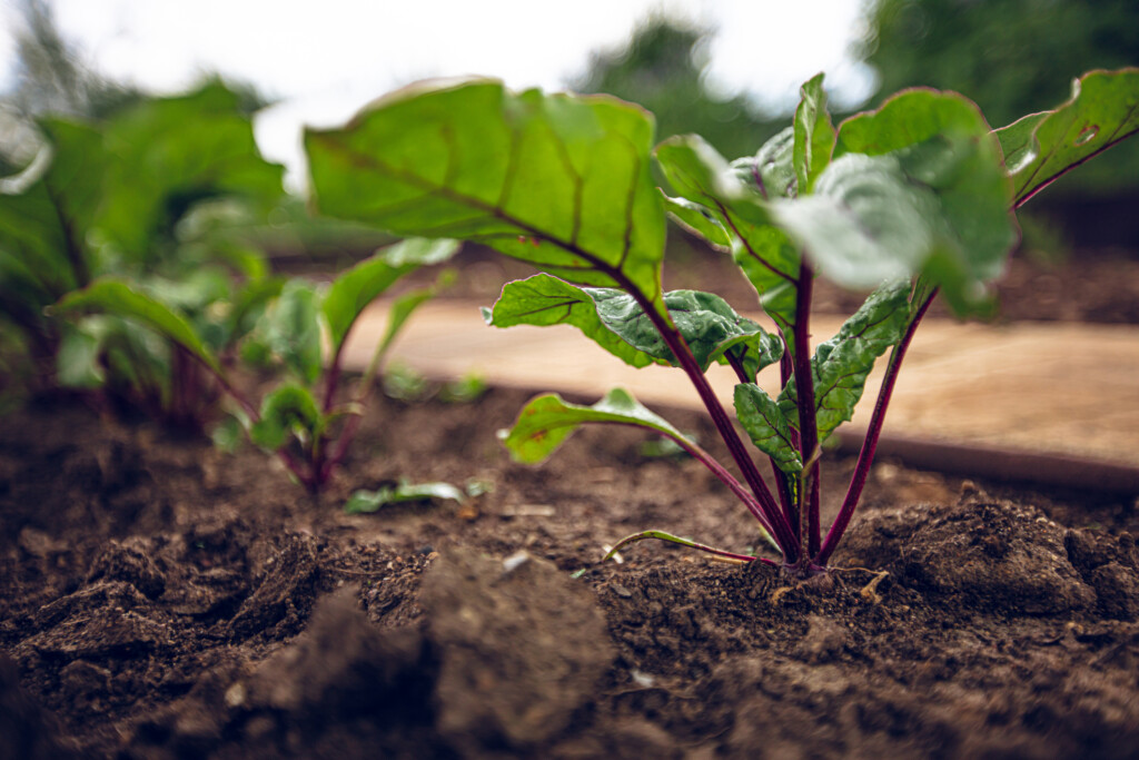 Odling av rödbetor