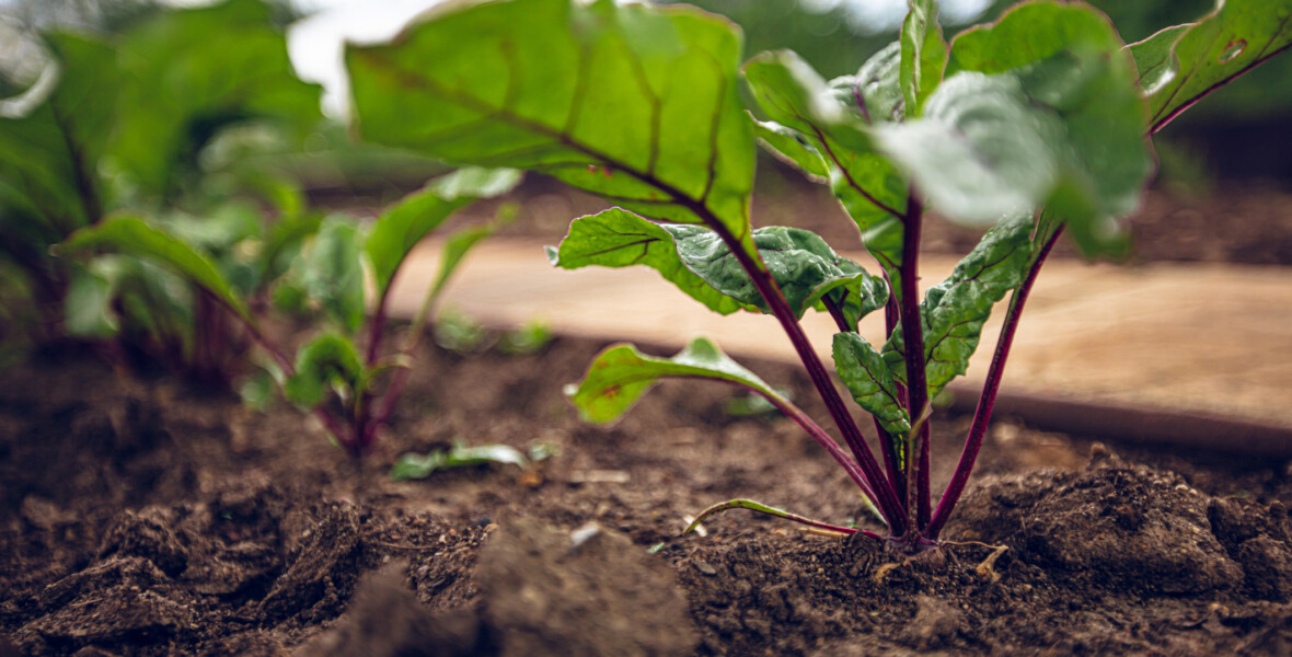 Odling av rödbetor