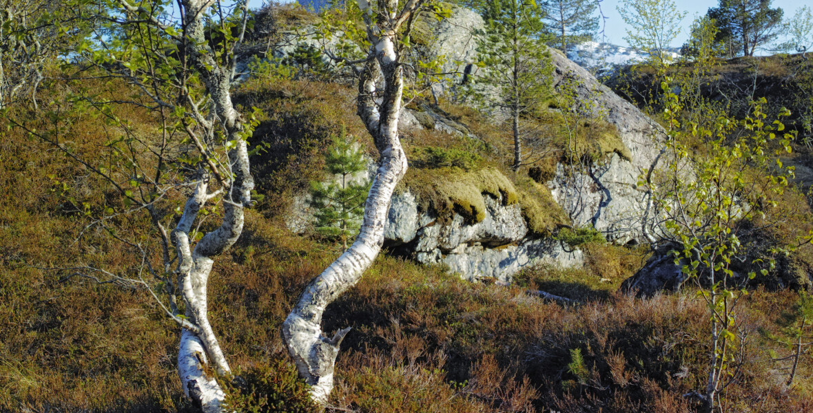 Björkar framför ett mossbeklätt berg