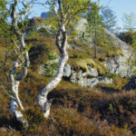 Björkar framför ett mossbeklätt berg