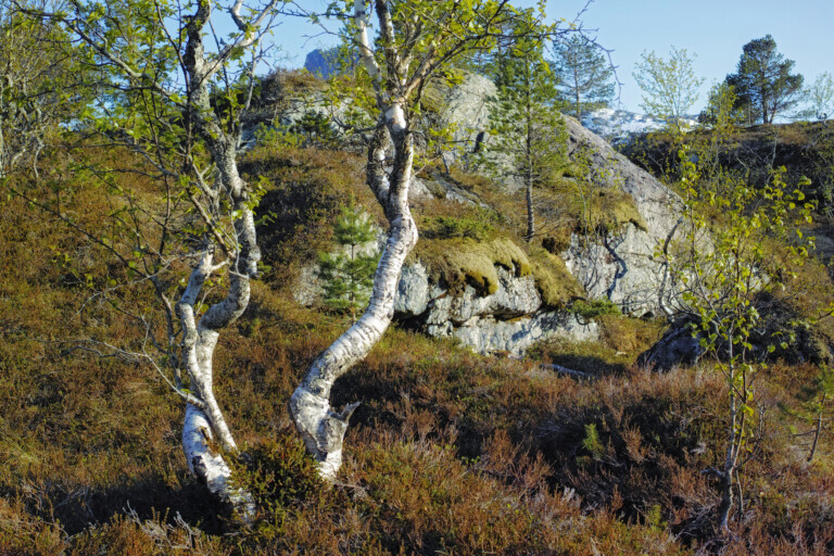 Björkar framför ett mossbeklätt berg