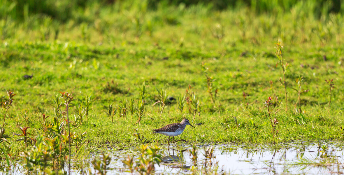 Fågel i våtmark