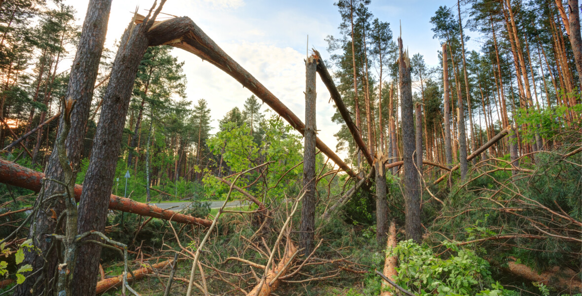 Stormskadad skog