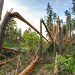 Stormskadad skog
