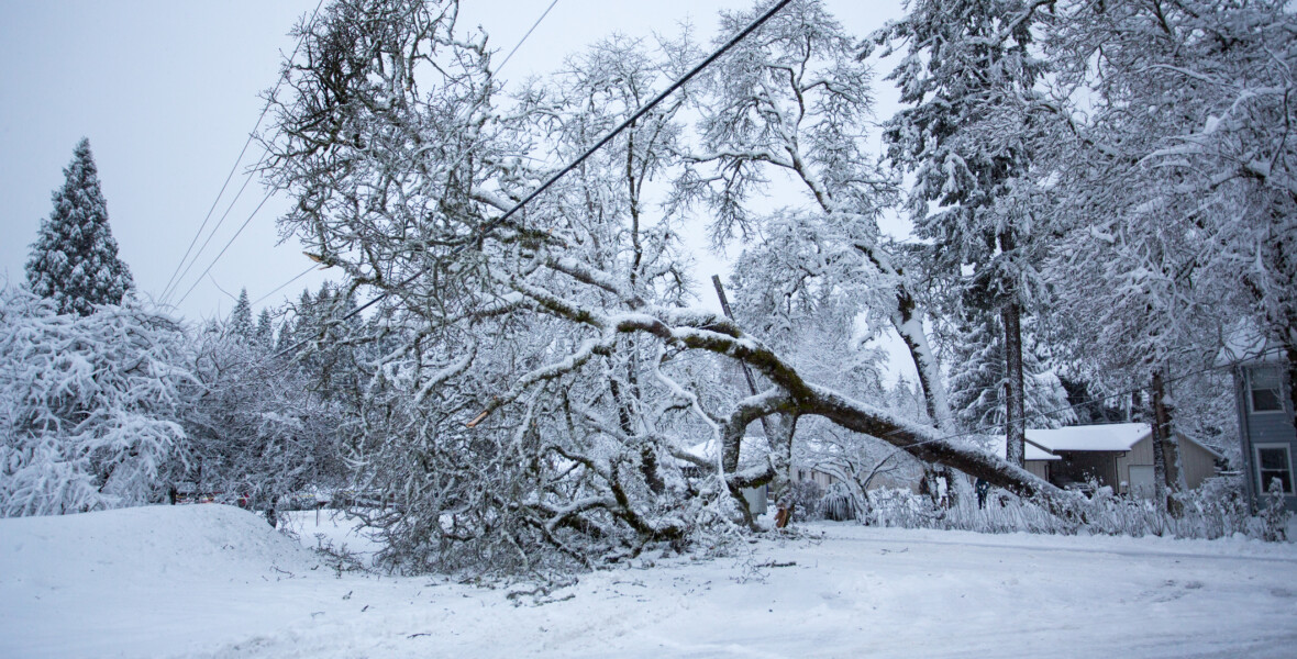 Träd som rasat över elledning