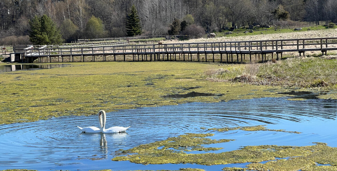 Dagvattendamm med två svanar