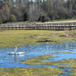Dagvattendamm med två svanar