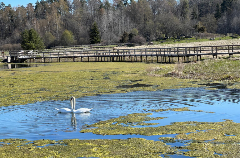 Dagvattendamm med två svanar