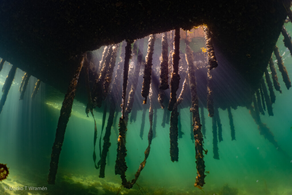 Marin kolonilott under ytan