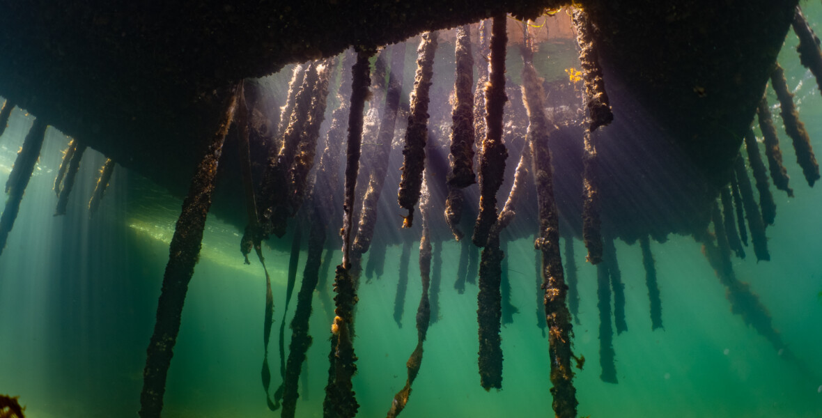 Marin kolonilott under ytan