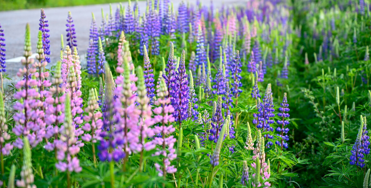 Rosa och lila lupiner längs en väg