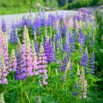Rosa och lila lupiner längs en väg