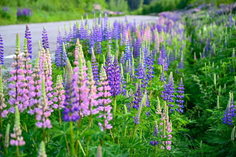 Rosa och lila lupiner längs en väg