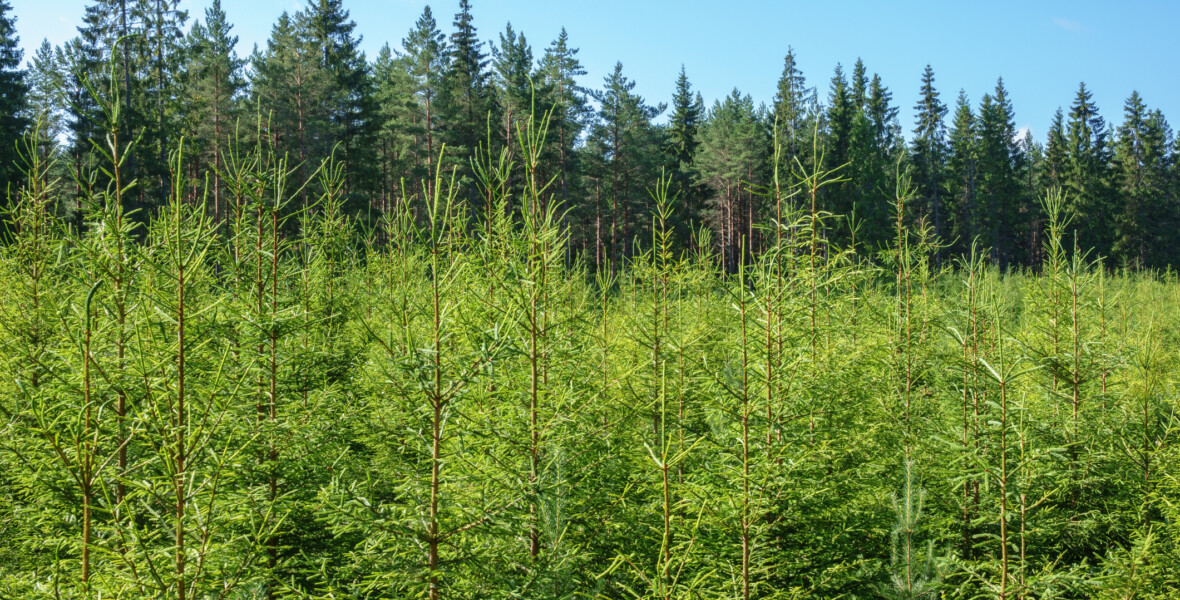 Yngre granar i granplantering