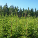 Yngre granar i granplantering