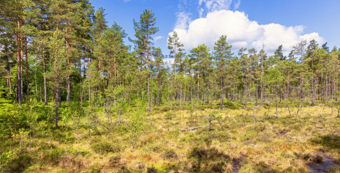 Varierande skogslandskap