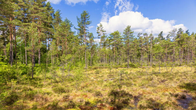 Varierande skogslandskap