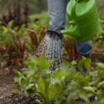 Vattnar växter i trädgård