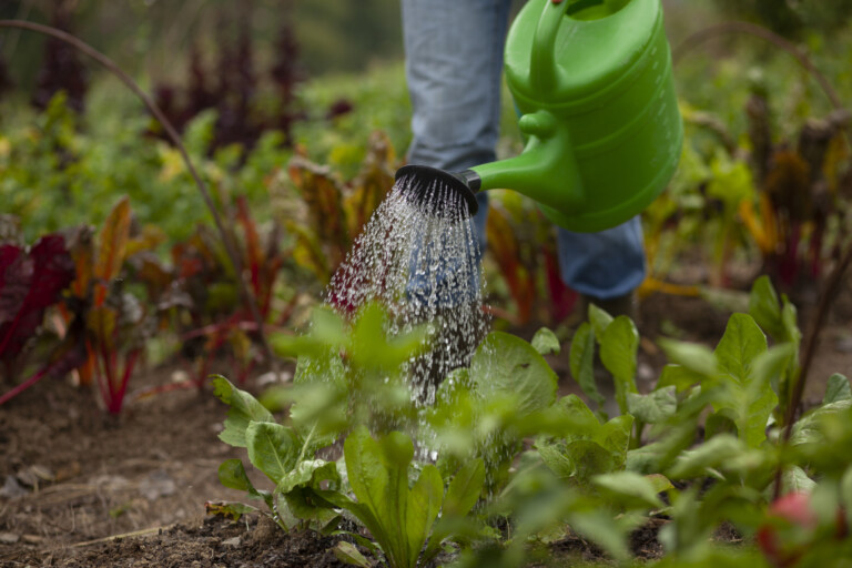 Vattnar växter i trädgård