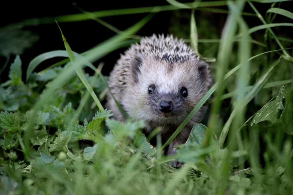 Igelkott bland gräs