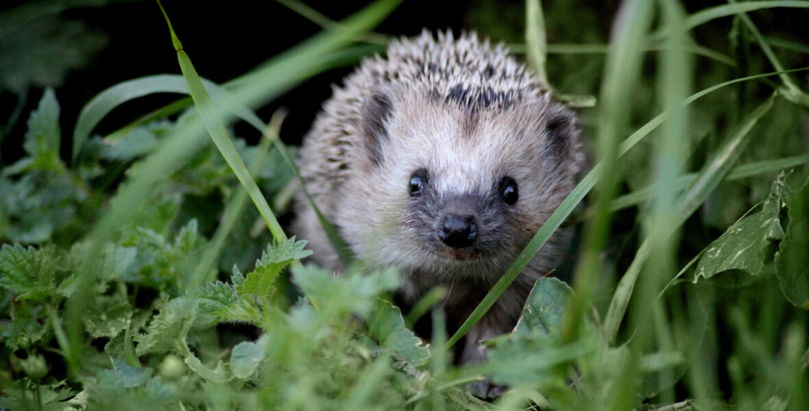Igelkott bland gräs