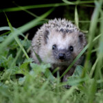 Igelkott bland gräs