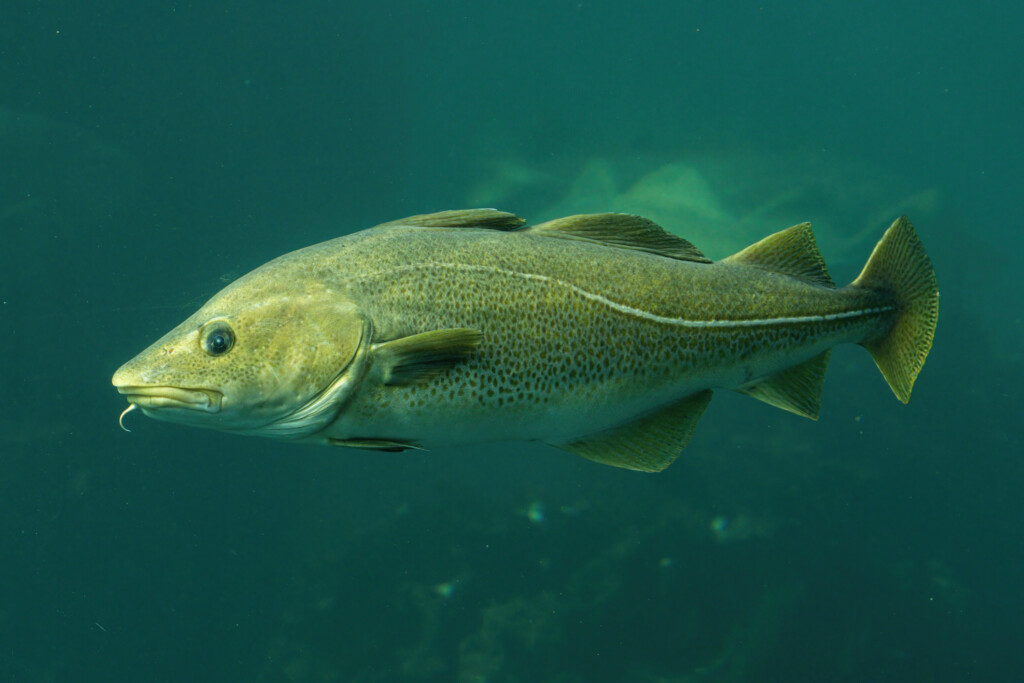 Torsk simmar i vatten