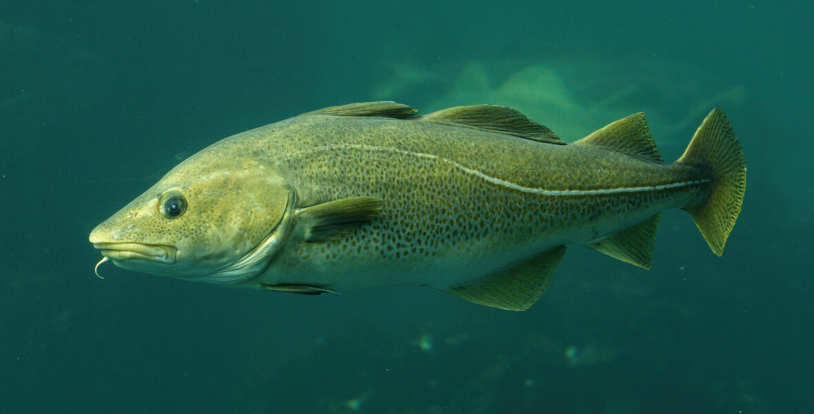 Torsk simmar i vatten