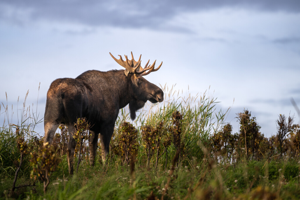 Älg blickar ut över landskap
