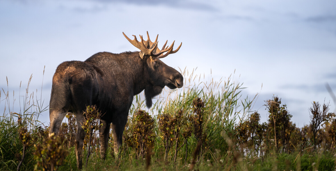 Älg blickar ut över landskap