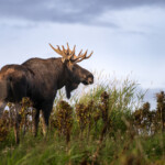 Älg blickar ut över landskap