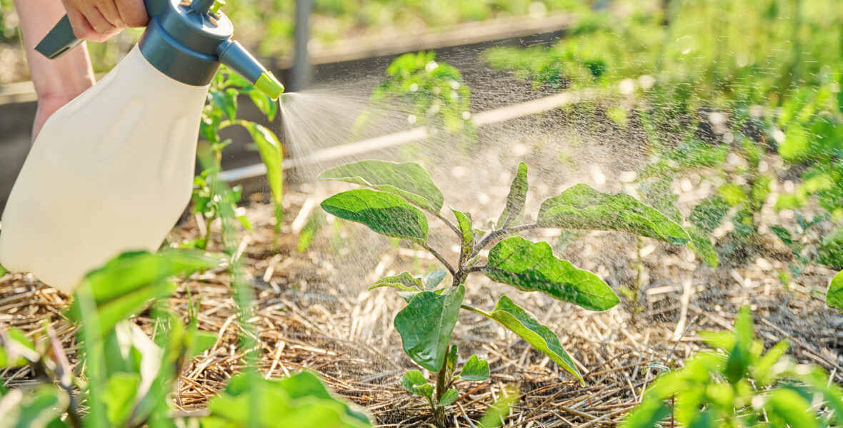 Sprayar på växter