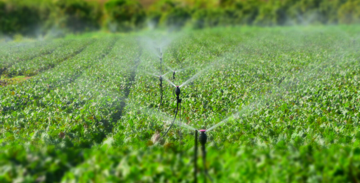 Bevattning av grönt fält