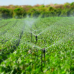 Bevattning av grönt fält
