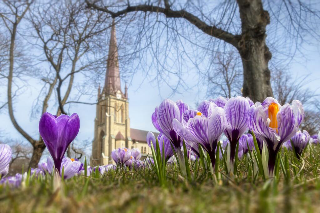 Lila krokus framför kyrka