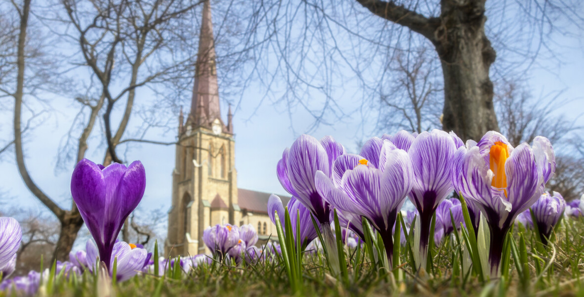 Lila krokus framför kyrka