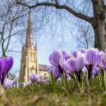 Lila krokus framför kyrka