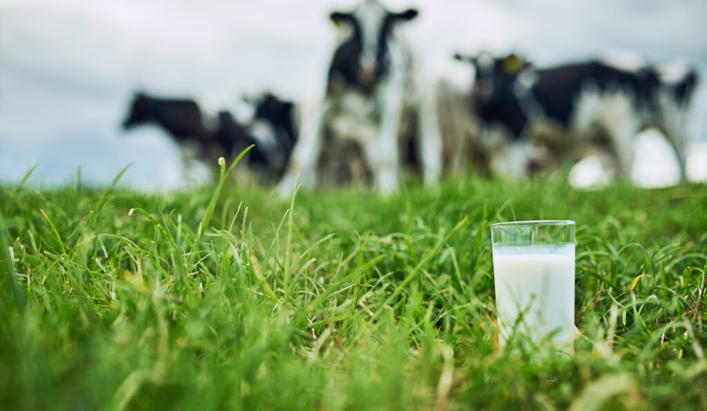 Mjölkglas i en hage med kor i bakgrunden