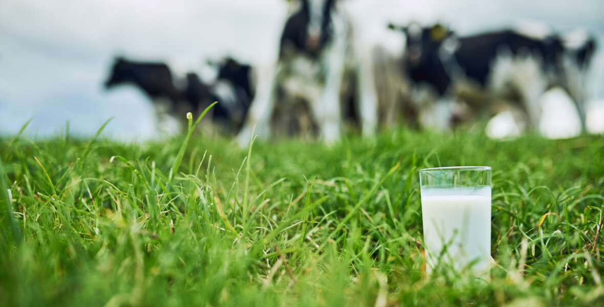 Mjölkglas i en hage med kor i bakgrunden