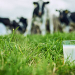 Mjölkglas i en hage med kor i bakgrunden